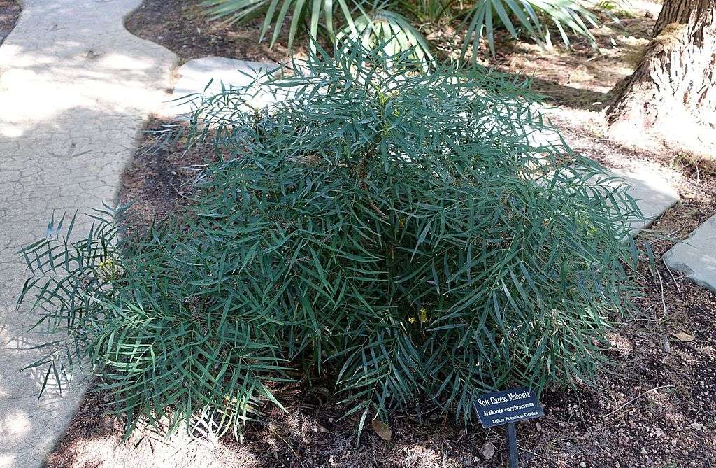 The 7 Best Evergreen Trees & Plants for Washington, DC, Virginia and